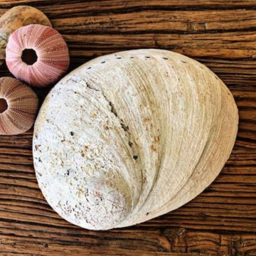 Back of large abalone shell on wooden table with small shells in background